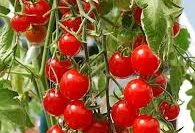Tomato, Red Cherry (72 days), Heirloom