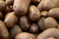 Potatoes, Russet Burbank (Long Season), Certified