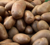 Potatoes, Russet Burbank (Long Season), Certified
