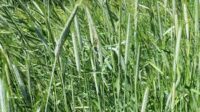 Rye (Grain) VNS