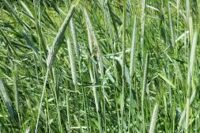 Rye (Grain) VNS