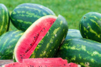 Watermelon