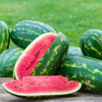 Watermelon, Sangria (87 days), Hybrid