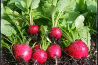 Radish, Early Scarlet Globe (23 days), Heirloom