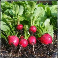 Radish, Early Scarlet Globe (23 days), Heirloom