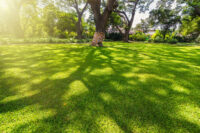 Grass Mix,  Shady