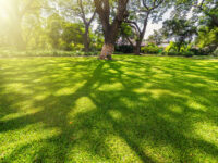 Grass Mix,  Shady