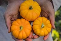 Pumpkins, Jack Be Little (110 days), Heirloom