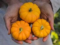 Pumpkins, Jack Be Little (110 days), Heirloom