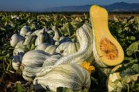Pumpkins, Cushaw Green Striped  (115 days), Heirloom