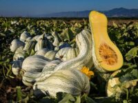 Pumpkins, Cushaw Green Striped  (115 days), Heirloom