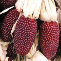 Popcorn, Strawberry (100 Days)