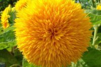 Sunflower, Sungold Dwarf