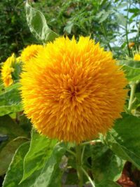 Sunflower, Sungold Dwarf