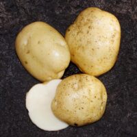 Potatoes, Superior (Early Mid Season), Certified