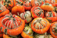 Squash, Turks Turban (110 Days), Heirloom