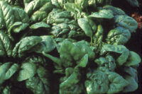 Spinach
