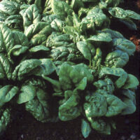 Spinach, Tyee Hybrid (45 days)