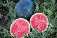 Watermelon, Dixie Queen (85 days), Heirloom