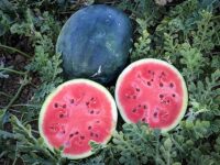 Watermelon, Sugar Baby (75 days), Heirloom