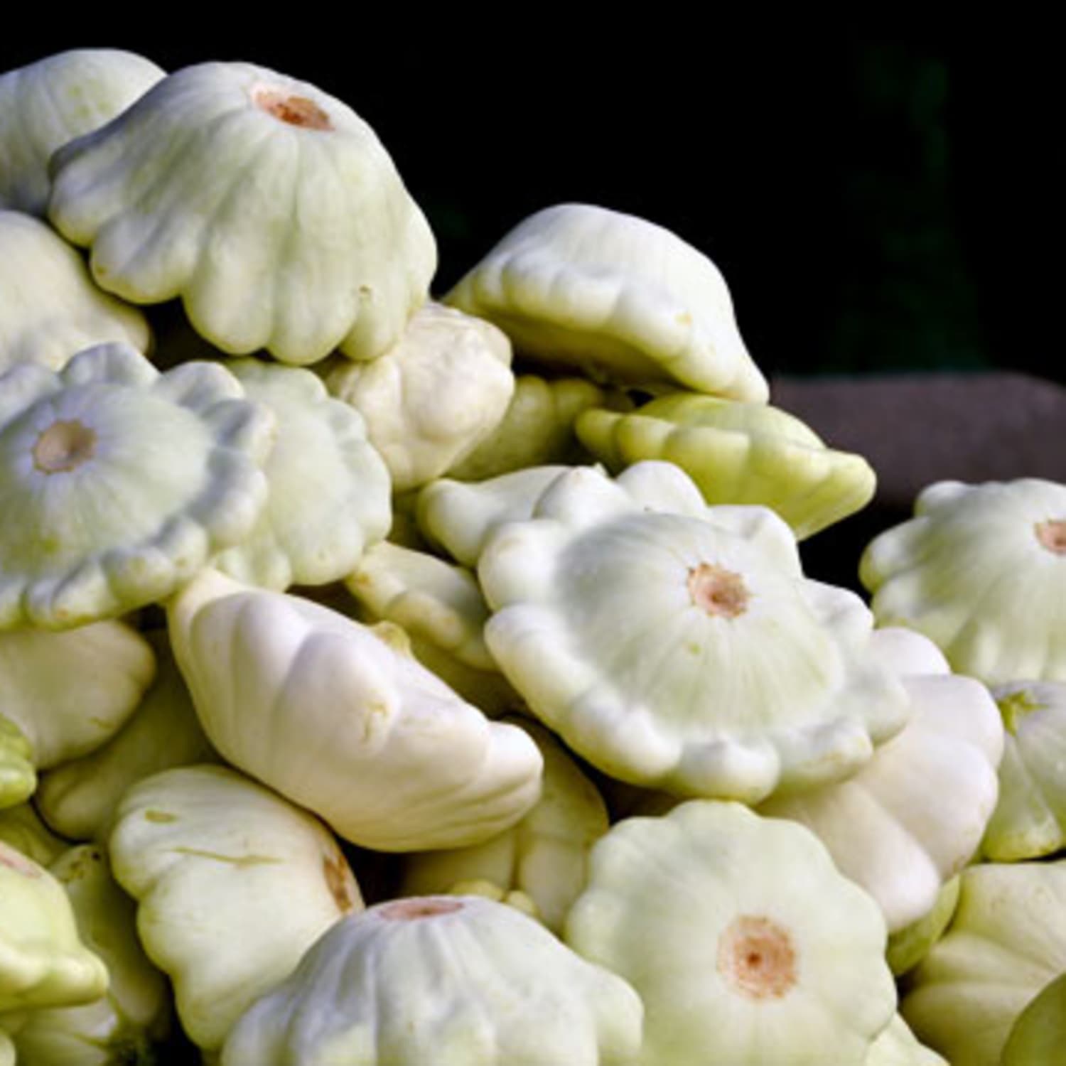 Squash, White Bush Scallop or Patty Pan (52 days), Heirloom