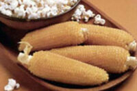 Popcorn, Robust 98114W (102 Days)