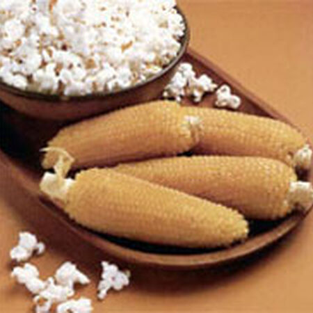 Popcorn, Robust 98114W (102 Days)