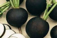 Radish, Black Spanish (Round) (55 days), Heirloom