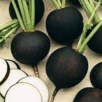 Radish, Black Spanish (Round) (55 days), Heirloom