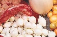 Onion Sets, Oversize (White)