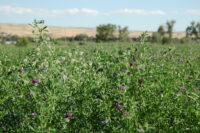Farm Seed