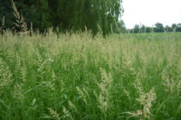 Canary Grass