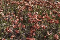 Buckwheat