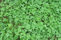 Clover