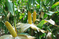 Field Corn