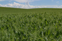 Peas, Winter