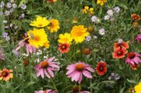 Flower Seeds