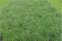 Orchardgrass