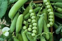 Peas, Alaska Extra Early