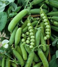 Peas, Alaska Extra Early