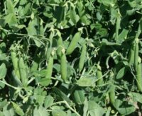 Peas, Bolero