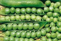Peas, Lincoln