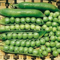 Peas, Lincoln