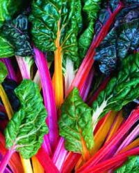 Swiss Chard, Rainbow