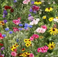 bird and butterfly mixture