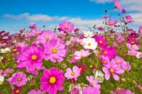 cosmos sensation mix flowers