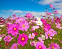 cosmos sensation mix flowers