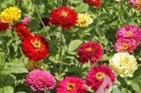 zinnia american mixture flower