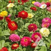zinnia american mixture flower