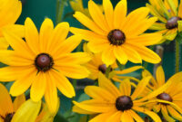 black eyed susan flowers